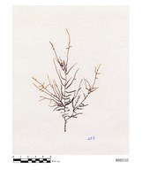 藏品(橙色絲帶苔本亞種)的圖片